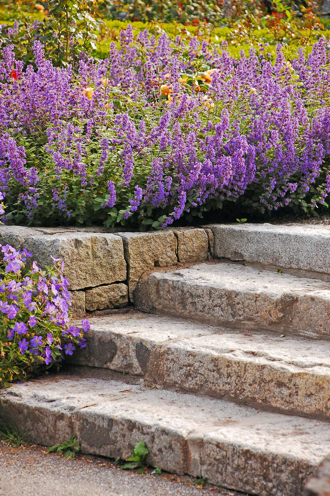 entretenir les plantes vivaces de ses escaliers de jardin